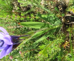 Babiana angustifolia