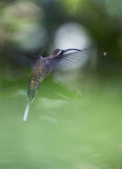 Phaethornis longirostris