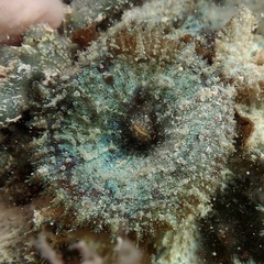 Discosoma carlgreni
