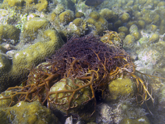 Astrophyton muricatum