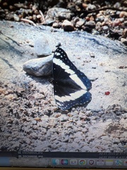 Limenitis weidemeyerii