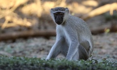 Chlorocebus tantalus