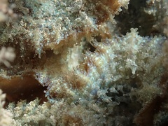 Discosoma carlgreni
