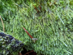 Hypnum circinale