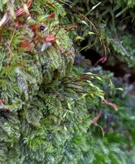 Hypnum circinale