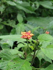 Lantana horrida