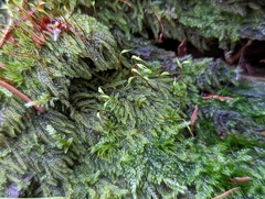 Hypnum circinale