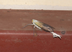 Pterodictya reticularis