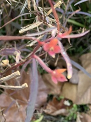 Ludwigia alternifolia