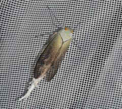 Pterodictya reticularis