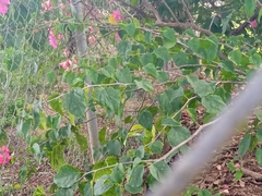 Bougainvillea glabra