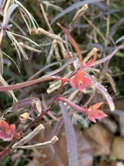Ludwigia alternifolia