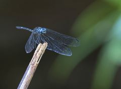 Dythemis nigra