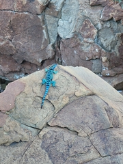 Sceloporus cyanostictus