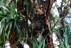 Ninox novaeseelandiae