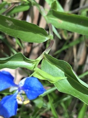 Commelina lanceolata
