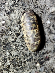 Armadillidium assimile