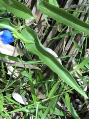 Commelina lanceolata