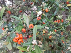 Pyracantha angustifolia