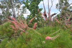 Grevillea dryandri