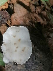 Oudemansiella