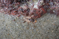 Coelopidae