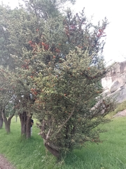 Pyracantha angustifolia