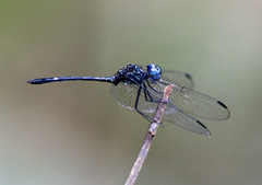 Dythemis nigra