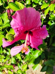 Hibiscus