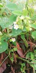 Oxalis barrelieri