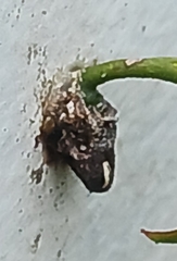 Loranthaceae