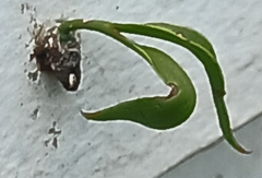 Loranthaceae
