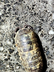 Armadillidium assimile