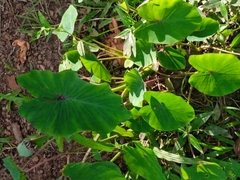 Colocasia
