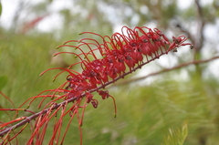 Grevillea dryandri