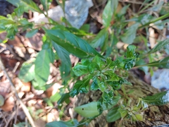 Petiveria alliacea