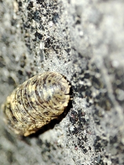 Armadillidium assimile