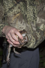 Leptodactylus savagei