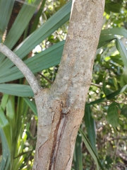 Petiveria alliacea