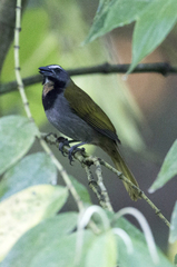 Saltator maximus