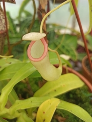 Nepenthes ventricosa