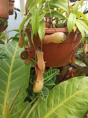 Nepenthes ventricosa