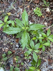 Psychotria nervosa