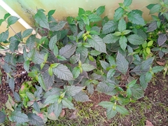 Alternanthera brasiliana