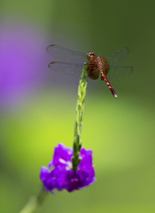 Erythrodiplax fervida