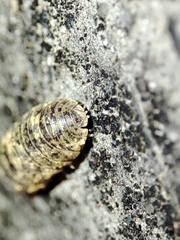 Armadillidium assimile