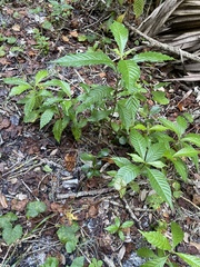 Psychotria nervosa
