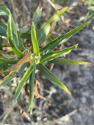 iNaturalist observation photo of mule fat