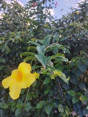 Allamanda cathartica