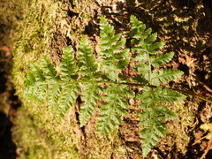 Dryopteris dilatata